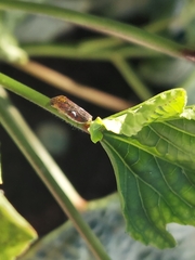 Homalodisca liturata