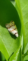 Chezala brachypepla