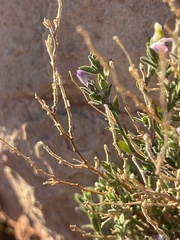 Polygalaceae