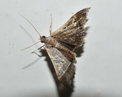 Hydriris ornatalis