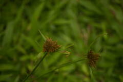 Cyperus polystachyos