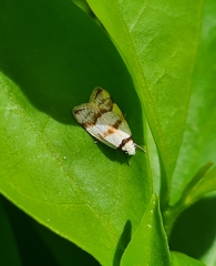 Chezala brachypepla