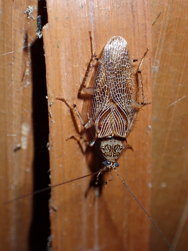 Small-spotted Cockroach photo 2