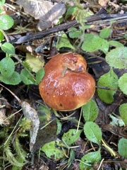 Suillus clintonianus