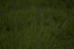 Digitaria violascens