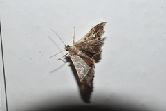 Hydriris ornatalis