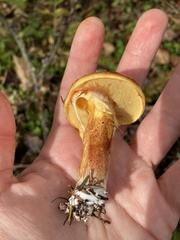 Suillus clintonianus