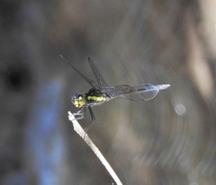 Agrionoptera longitudinalis biserialis
