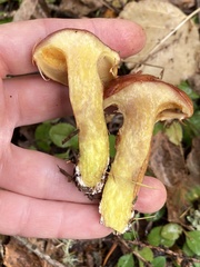 Suillus clintonianus