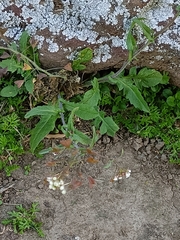 Capsella