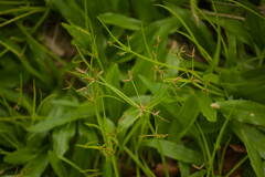 Cyperus haspan