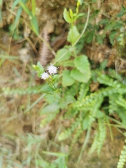 Eupatorieae