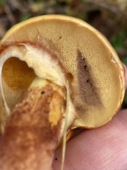 Suillus clintonianus
