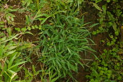 Digitaria henryi