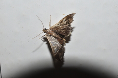 Hydriris ornatalis