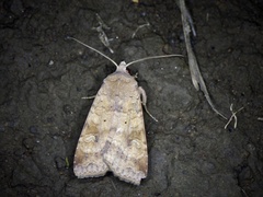 Diarsia deparca