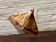 Pyrausta pseudonythesalis
