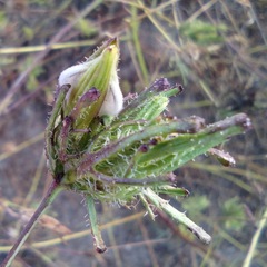 Cordylanthus rigidus setigerus