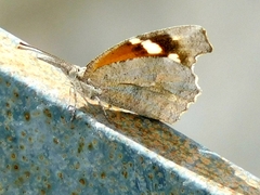 Libytheana carinenta mexicana