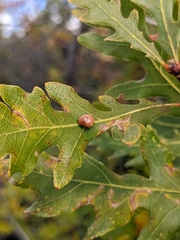 Xanthoteras eburneum