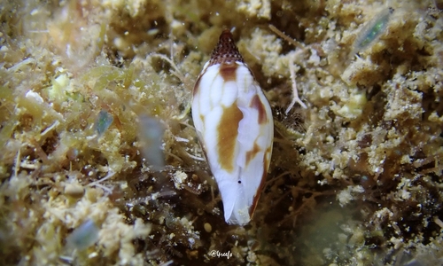 Daphnella observed 2022-09-27