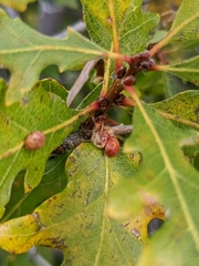 Xanthoteras eburneum