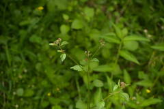 Cyanthillium cinereum