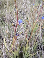 Aristea ecklonii