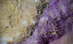 Montipora patula
