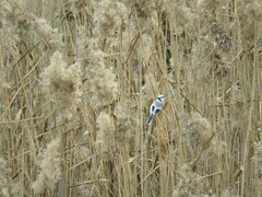 Cyanistes cyanus