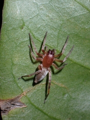 Clubionidae