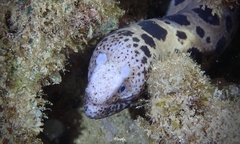 Uropterygius polyspilus