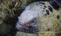 Uropterygius polyspilus