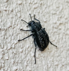 Stenomorpha clathrata