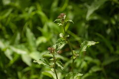 Cyanthillium cinereum