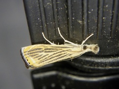 Flavocrambus striatellus