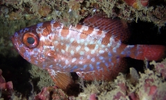 Heteropriacanthus carolinus