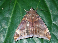 Achaea