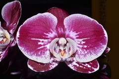 Phalaenopsis