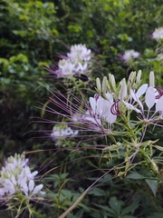 Cleome spinosa