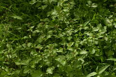 Cyanthillium cinereum