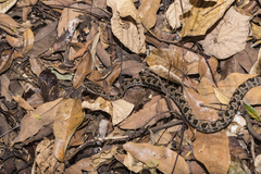 Protobothrops mucrosquamatus