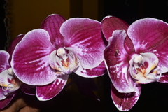 Phalaenopsis