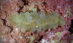 Stichopus horrens
