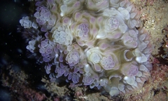 Dendrodoris tuberculosa