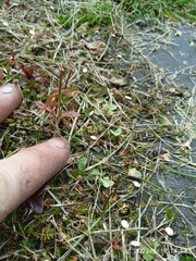 Leptinella filiformis