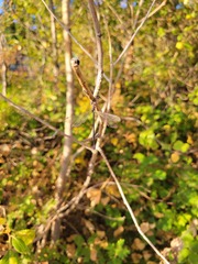 Lestidae