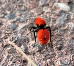 Dasymutilla erythrina