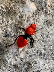 Dasymutilla erythrina