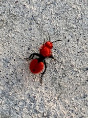 Dasymutilla erythrina